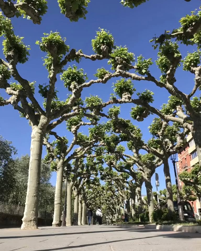 Paseo Audiencia, frente al AC y floristería Castilla